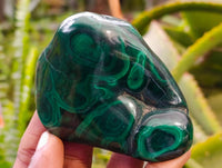 Polished Flower Banded Malachite Free Forms x 6 From Congo