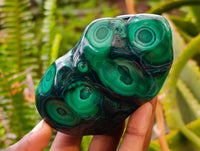 Polished Flower Banded Malachite Free Forms x 6 From Congo