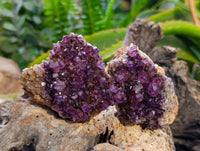 Natural Amethystos Amethyst Clusters x 12 From Kwaggafontein, South Africa