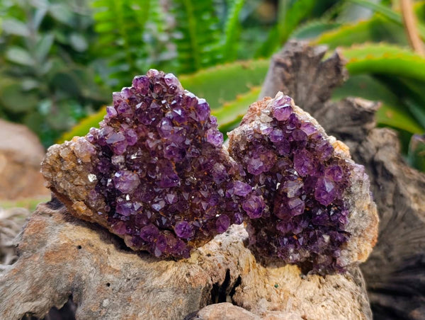 Natural Amethystos Amethyst Clusters x 12 From Kwaggafontein, South Africa