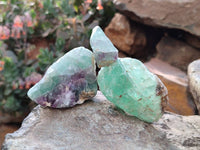 Natural Watermelon Fluorite Cobbed Pieces x 5 Kg Lot From Uis, Namibia