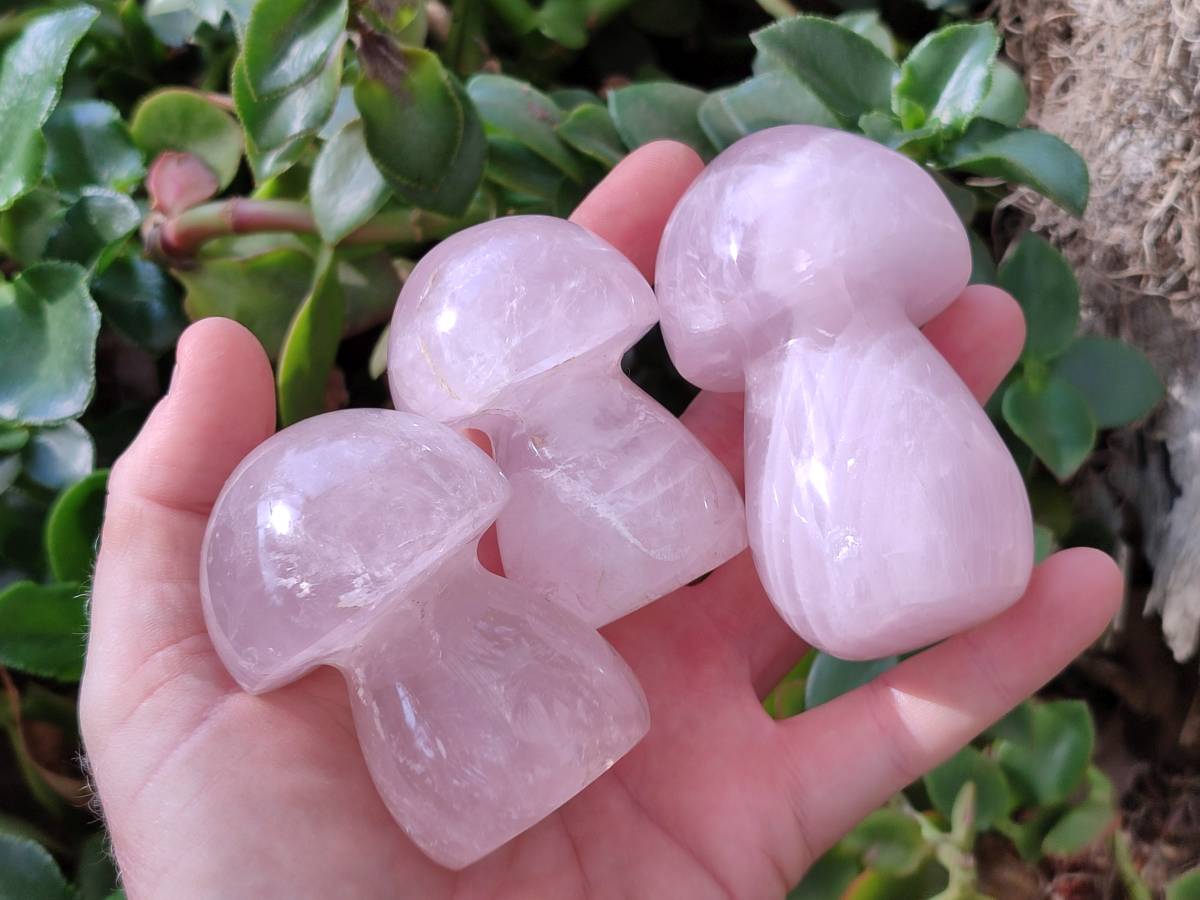Polished Rose Quartz Mushrooms x 6 From Madagascar - Toprock Gemstones and Minerals 