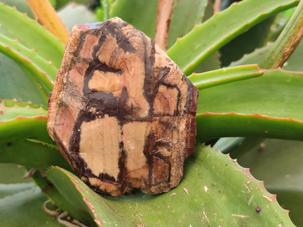 Natural Nguni Jasper Cobbed Specimens x 12 From N.Cape, South Africa - Toprock Gemstones and Minerals 