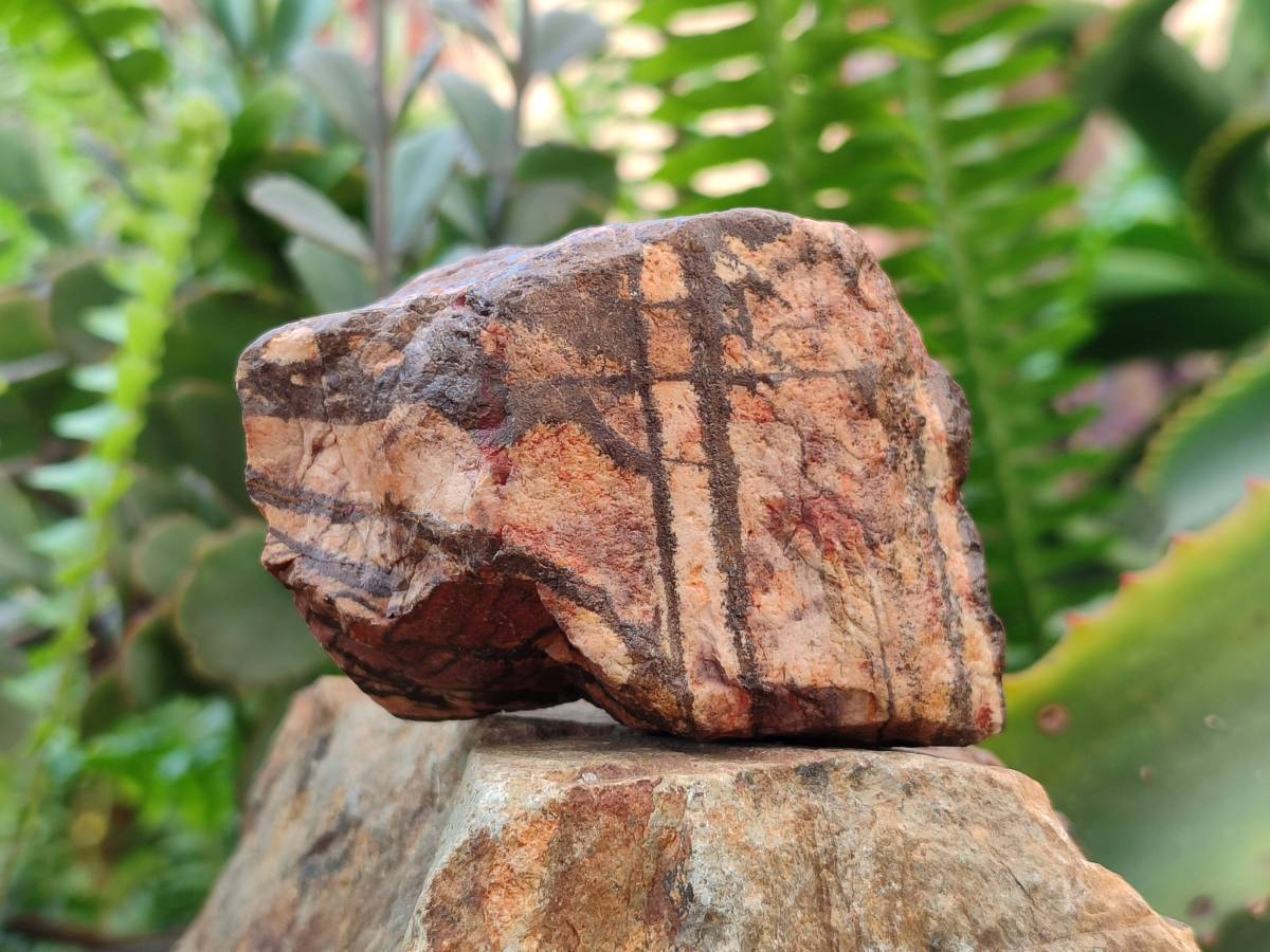 Natural Nguni Jasper Cobbed Specimens x 12 From N.Cape, South Africa - Toprock Gemstones and Minerals 