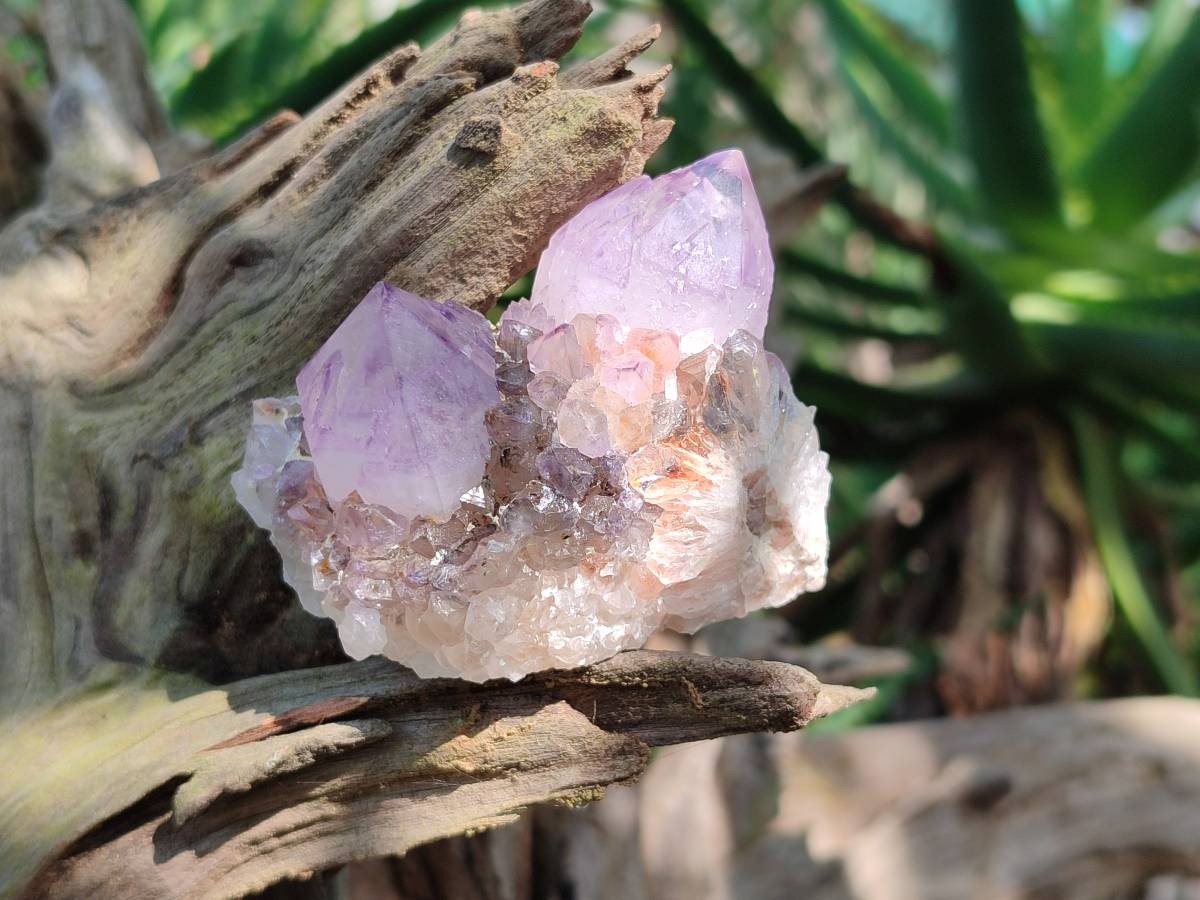 Natural Sunburst Amethyst Spirit Quartz Clusters x 12 From Boekenhouthoek, South Africa - Toprock Gemstones and Minerals 