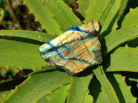 Polished On One Side Labradorite x 24 From Tulear, Madagascar