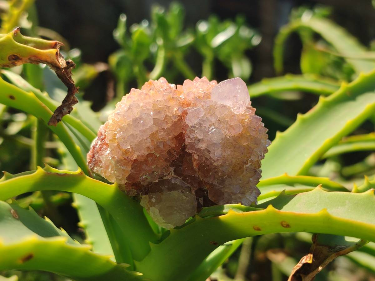 Natural Ametrine Spirit Quartz Clusters x 12 From Boekenhouthoek, South Africa - Toprock Gemstones and Minerals 