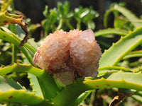 Natural Ametrine Spirit Quartz Clusters x 12 From Boekenhouthoek, South Africa