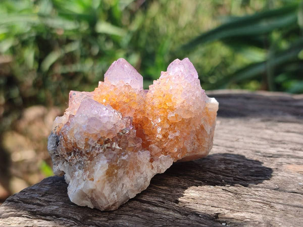 Natural Ametrine Spirit Quartz Clusters x 12 From Boekenhouthoek, South Africa