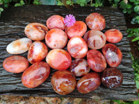 Polished Carnelian Agate Gemstone Galets x 20 From Madagascar