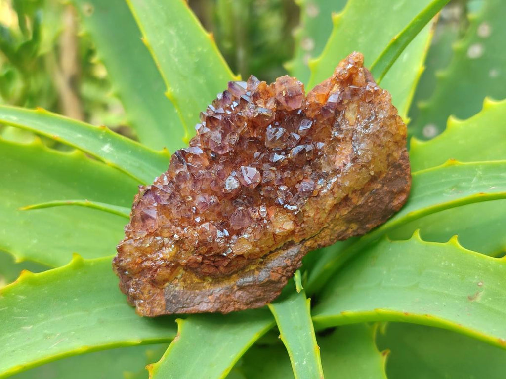 Natural Amethystos Amethyst Clusters x 35 From Kwaggafontein, South Africa - Toprock Gemstones and Minerals 