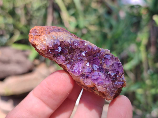 Natural Amethystos Amethyst Clusters x 35 From Kwaggafontein, South Africa