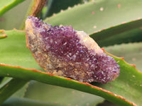 Natural Amethystos Amethyst Clusters x 35 From Kwaggafontein, South Africa