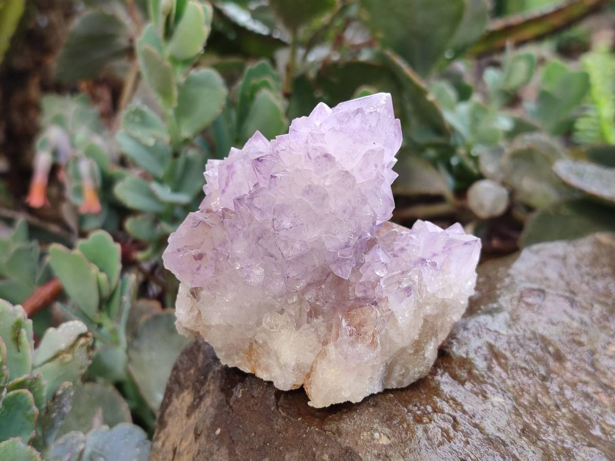 Natural Sunburst Amethyst Spirit Quartz Clusters x 6 From Boekenhouthoek, South Africa - Toprock Gemstones and Minerals 