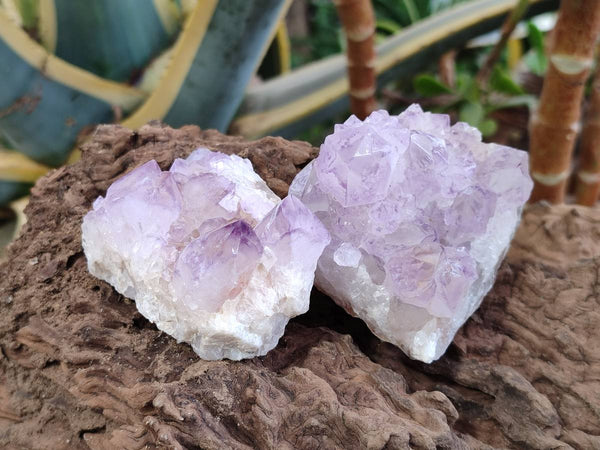 Natural Sunburst Amethyst Spirit Quartz Clusters x 6 From Boekenhouthoek, South Africa