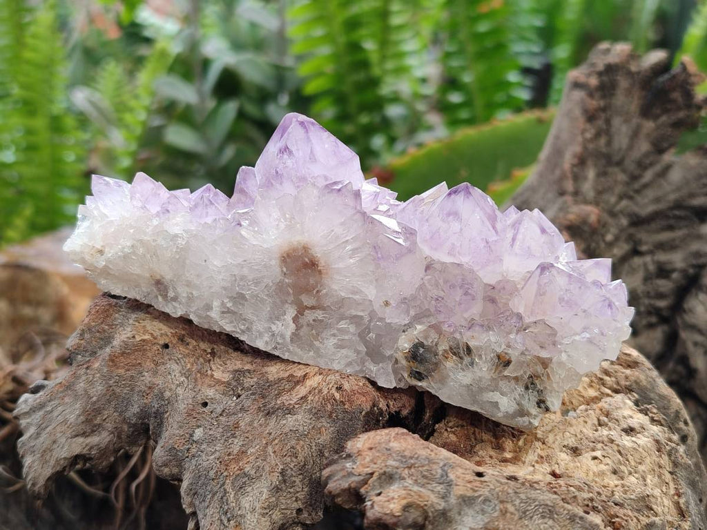 Natural Sunburst Amethyst Spirit Quartz Clusters x 6 From Boekenhouthoek, South Africa - Toprock Gemstones and Minerals 