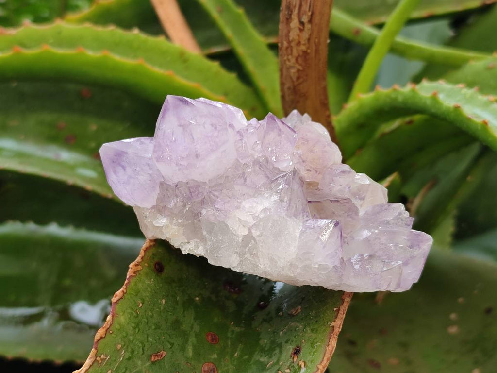 Natural Sunburst Amethyst Spirit Quartz Clusters x 6 From Boekenhouthoek, South Africa - Toprock Gemstones and Minerals 