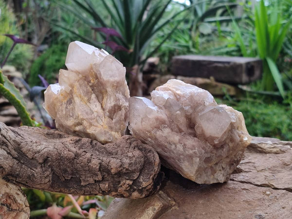Natural Smokey Phantom Quartz Clusters x 4 From Luena, Congo
