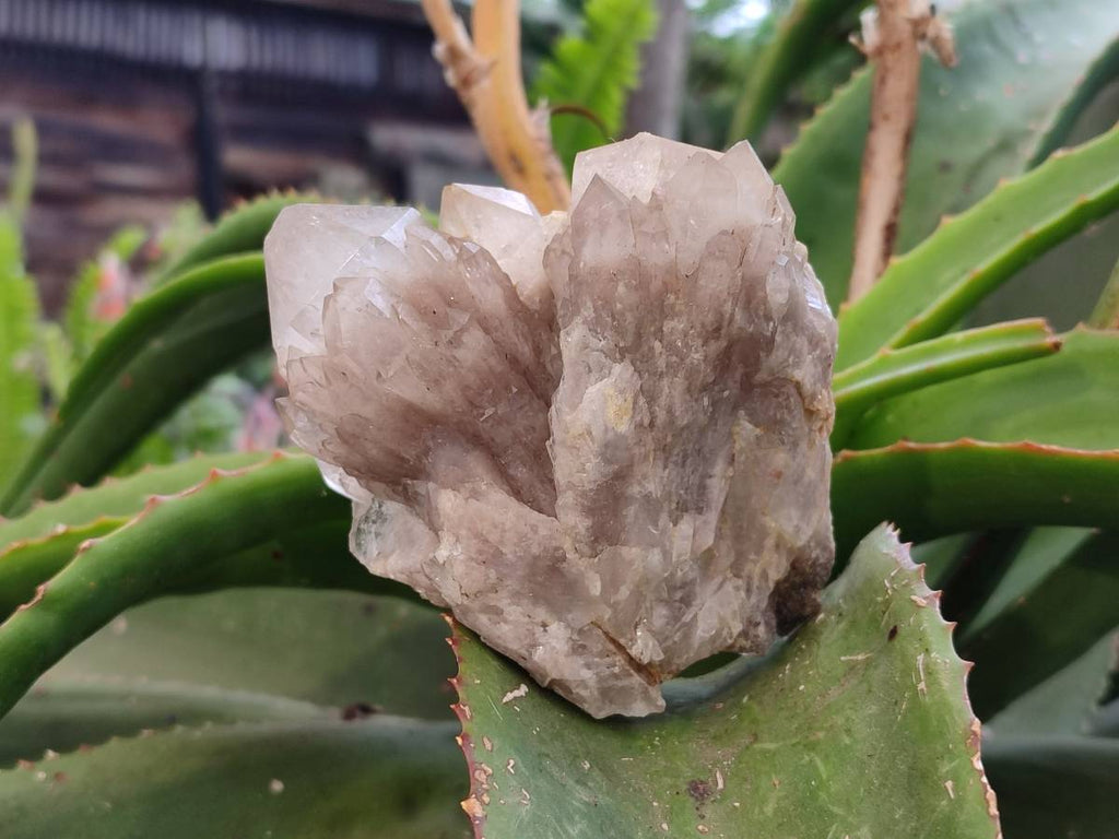 Natural Smokey Phantom Quartz Clusters x 4 From Luena, Congo - Toprock Gemstones and Minerals 