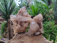 Natural Smokey Phantom Quartz Clusters x 4 From Luena, Congo