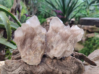 Natural Smokey Phantom Quartz Clusters x 4 From Luena, Congo