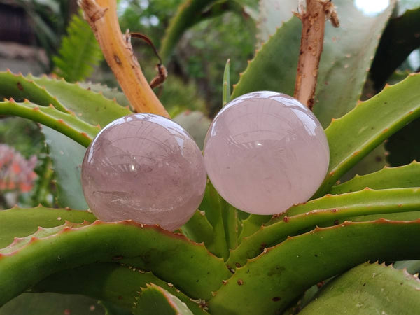 Polished Rose Quartz Spheres x 6 From Madagascar