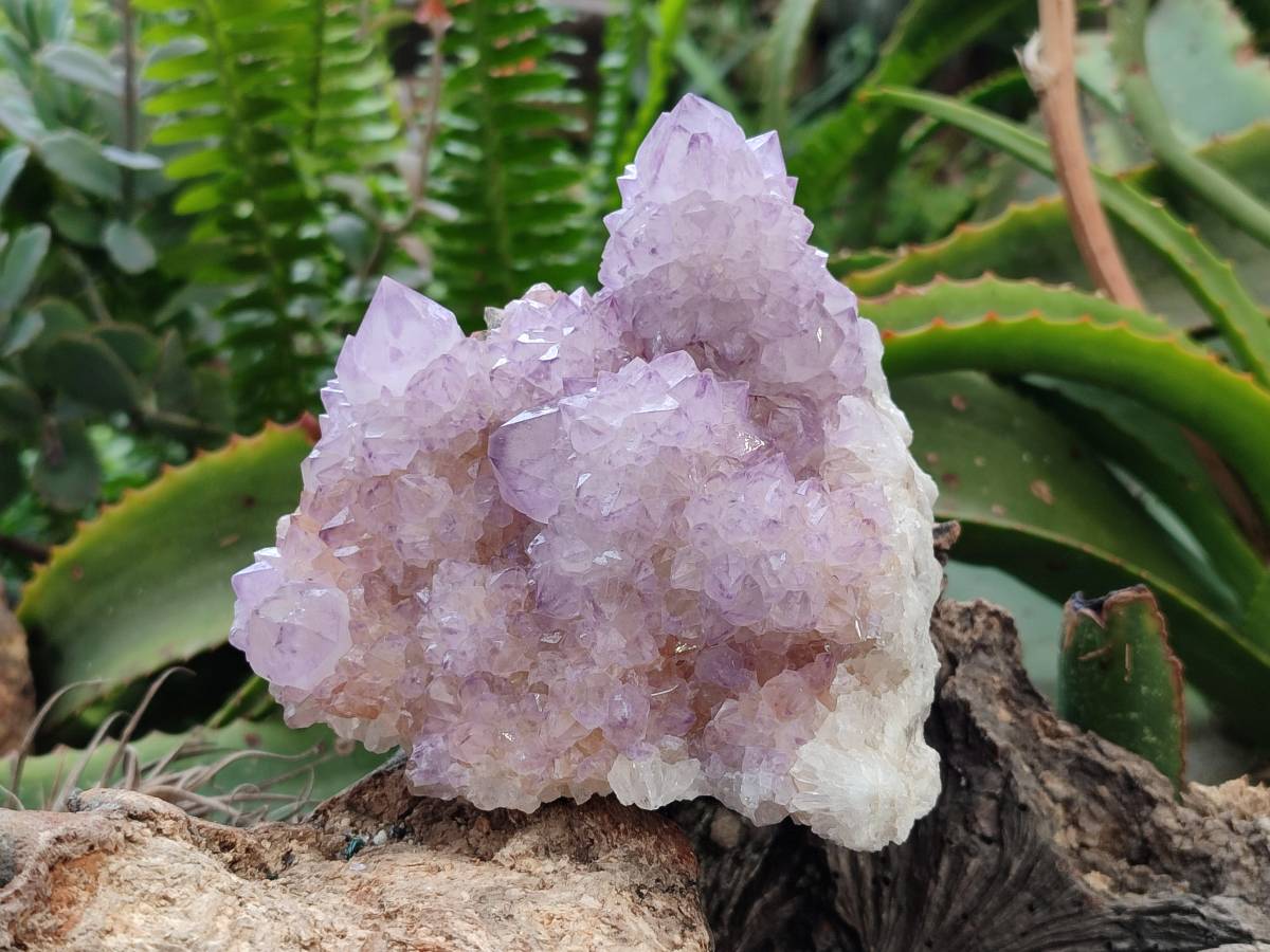 Natural Amethyst Spirit Quartz Clusters x 3 From Boekenhouthoek, South Africa - Toprock Gemstones and Minerals 