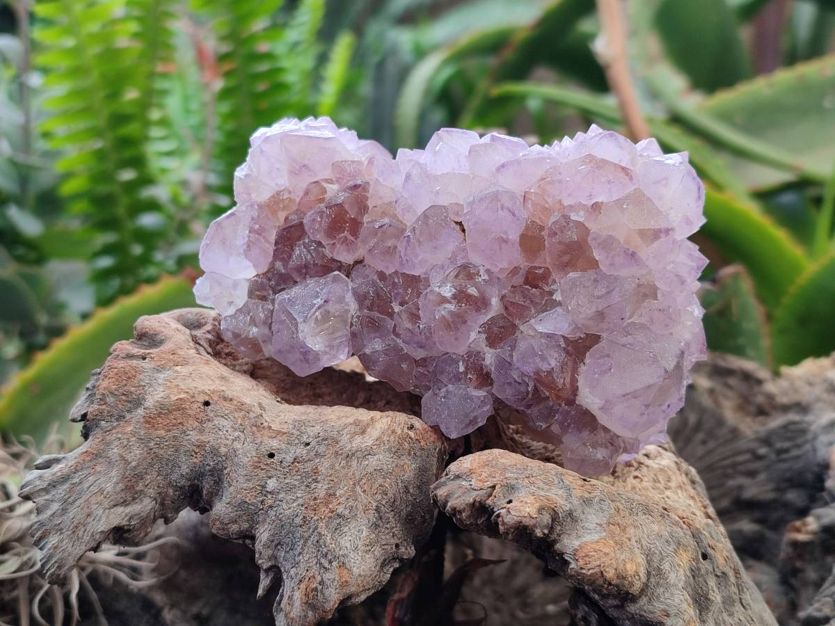 Natural Amethyst Spirit Quartz Clusters x 3 From Boekenhouthoek, South Africa - Toprock Gemstones and Minerals 