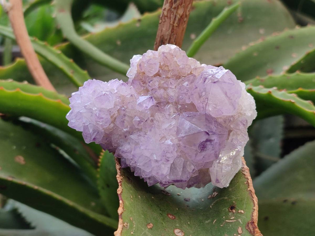 Natural Amethyst Spirit Quartz Clusters x 3 From Boekenhouthoek, South Africa - Toprock Gemstones and Minerals 