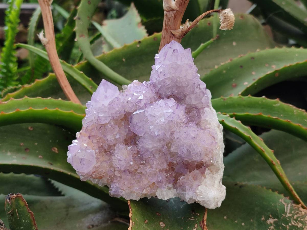 Natural Amethyst Spirit Quartz Clusters x 3 From Boekenhouthoek, South Africa - Toprock Gemstones and Minerals 