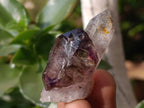 Natural Window Amethyst Crystals x 20 From Chiredzi, Zimbabwe - Toprock Gemstones and Minerals 