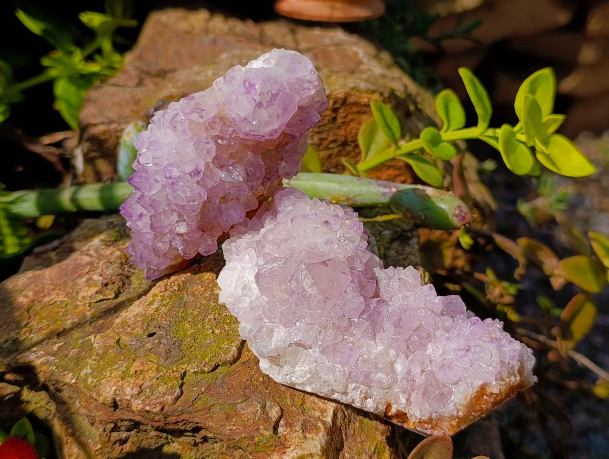 Natural Amethyst Spirit Quartz Clusters x 6 From Boekenhouthoek, South Africa - Toprock Gemstones and Minerals 
