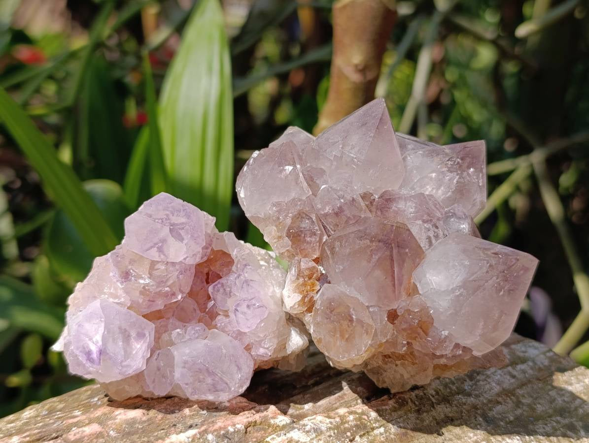 Natural Amethyst Spirit Quartz Clusters x 6 From Boekenhouthoek, South Africa - Toprock Gemstones and Minerals 