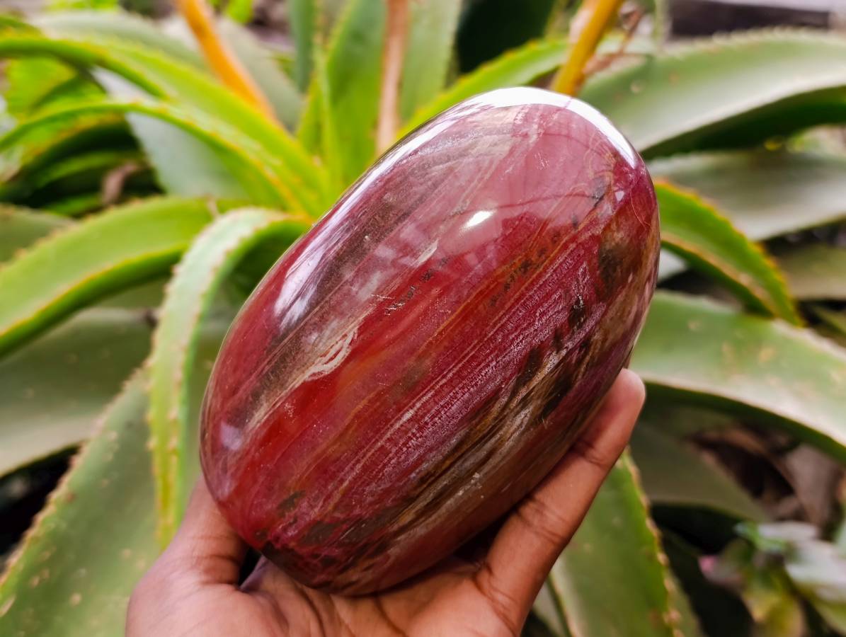 Polished Red Podocarpus Petrified Wood Standing Free Forms x 2 From Mahajanga, Madagascar - Toprock Gemstones and Minerals 