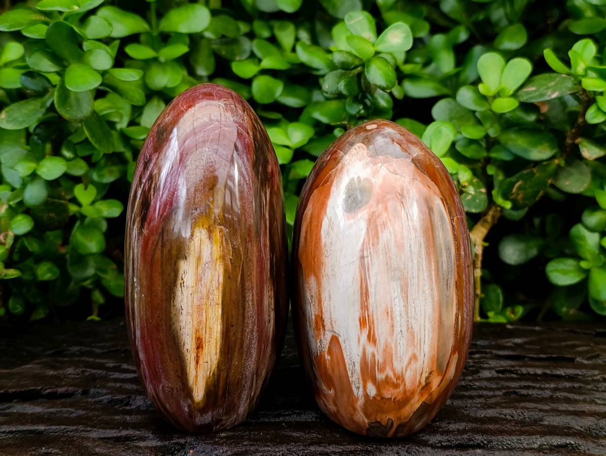Polished Red Podocarpus Petrified Wood Standing Free Forms x 2 From Mahajanga, Madagascar - Toprock Gemstones and Minerals 