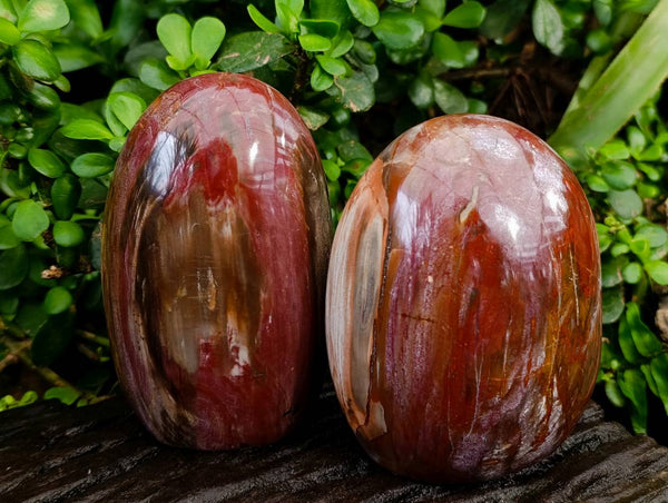 Polished Red Podocarpus Petrified Wood Standing Free Forms x 2 From Mahajanga, Madagascar