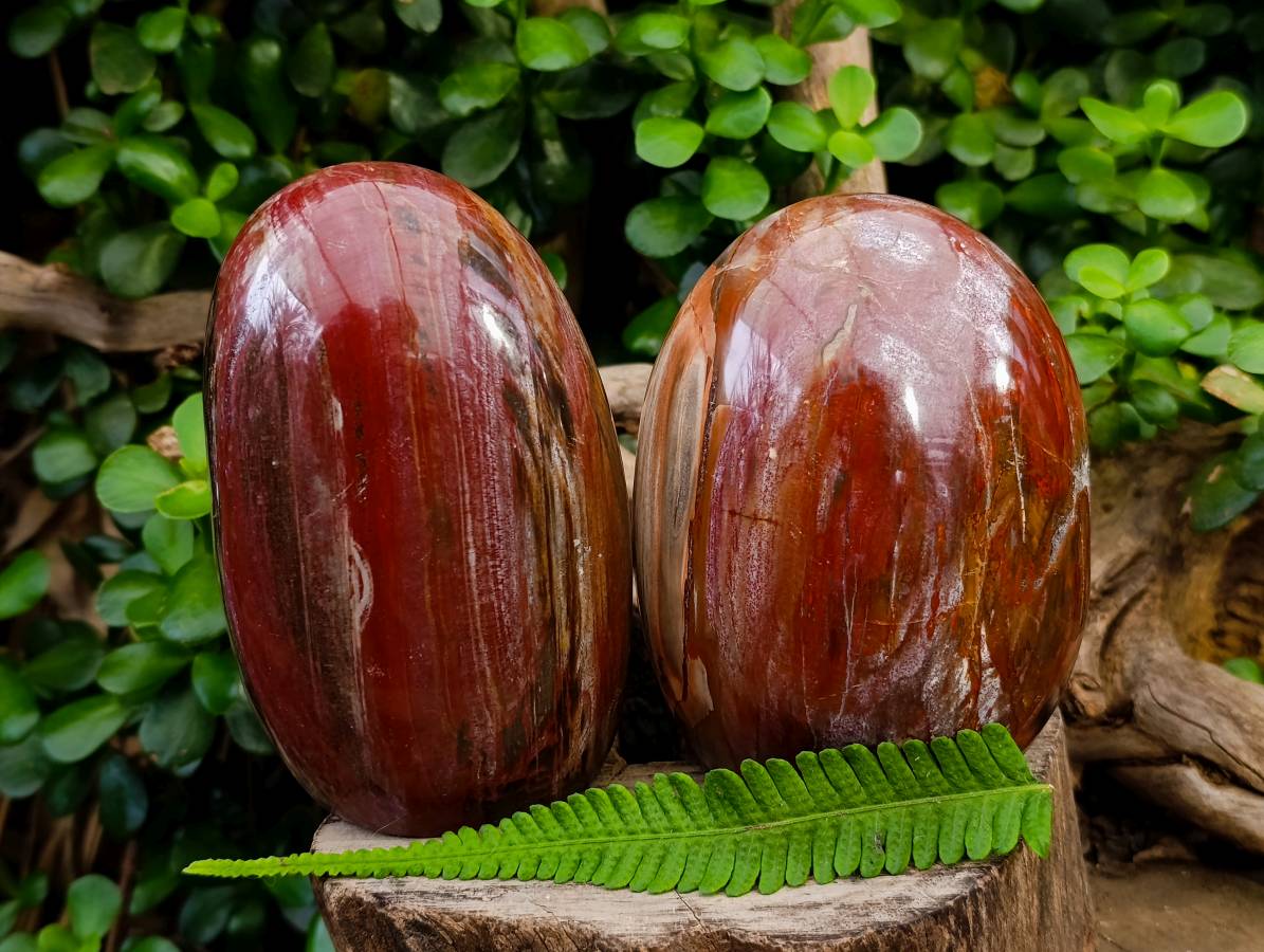 Polished Red Podocarpus Petrified Wood Standing Free Forms x 2 From Mahajanga, Madagascar - Toprock Gemstones and Minerals 