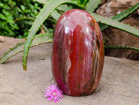 Polished Red Podocarpus Petrified Wood Standing Free Forms x 2 From Mahajanga, Madagascar