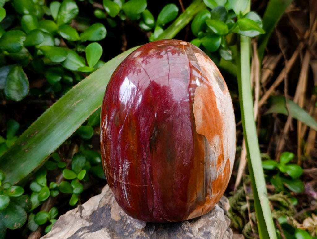 Polished Red Podocarpus Petrified Wood Standing Free Forms x 2 From Mahajanga, Madagascar - Toprock Gemstones and Minerals 