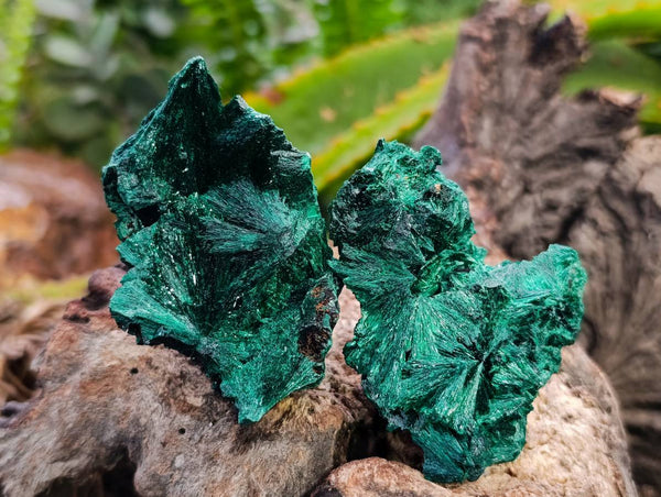 Natural Silky Malachite Specimens x 20 From Kasompe, Congo