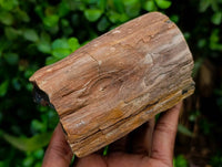 Polished On One Side Petrified Wood Branches x 3 From Gokwe, Zimbabwe