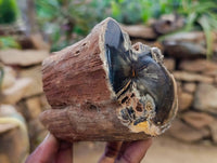 Polished On One Side Petrified Wood Branches x 3 From Gokwe, Zimbabwe