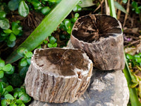 Polished On One Side Petrified Wood Branches x 3 From Gokwe, Zimbabwe