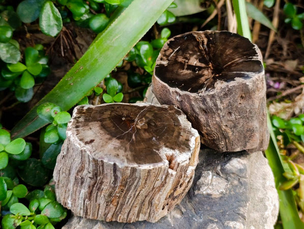 Polished On One Side Petrified Wood Branches x 3 From Gokwe, Zimbabwe