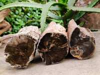 Polished On One Side Petrified Wood Branches x 3 From Gokwe, Zimbabwe