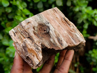 Polished On One Side Petrified Wood Branches x 3 From Gokwe, Zimbabwe