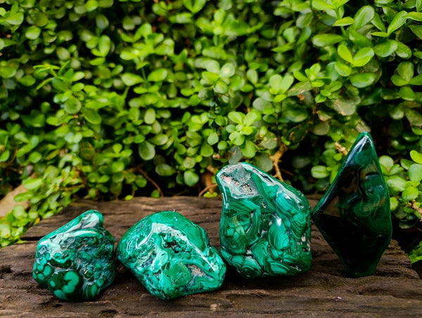 Polished Flower Banded Malachite Free Forms x 4 From Congo