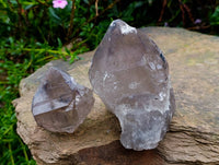 Natural Smokey Quartz Crystals x 6 From Mulanje , Malawi