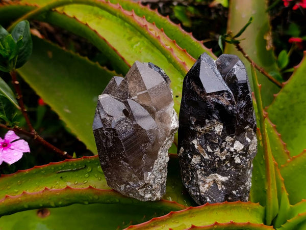 Natural Smokey Quartz Crystals x 6 From Mulanje , Malawi