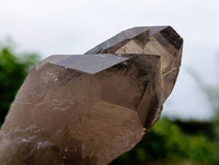Natural Smokey Quartz Crystals x 6 From Mulanje , Malawi